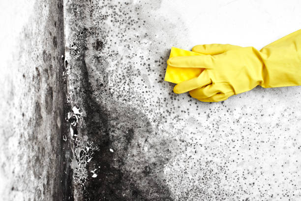 Best DIY Mold Remediation Support Services in Newfield, NJ