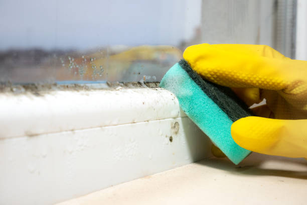 Best Bathroom Mold Remediation in Newfield, NJ