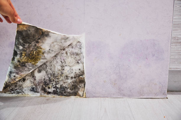 Best Post-Flood Mold Remediation in Newfield, NJ